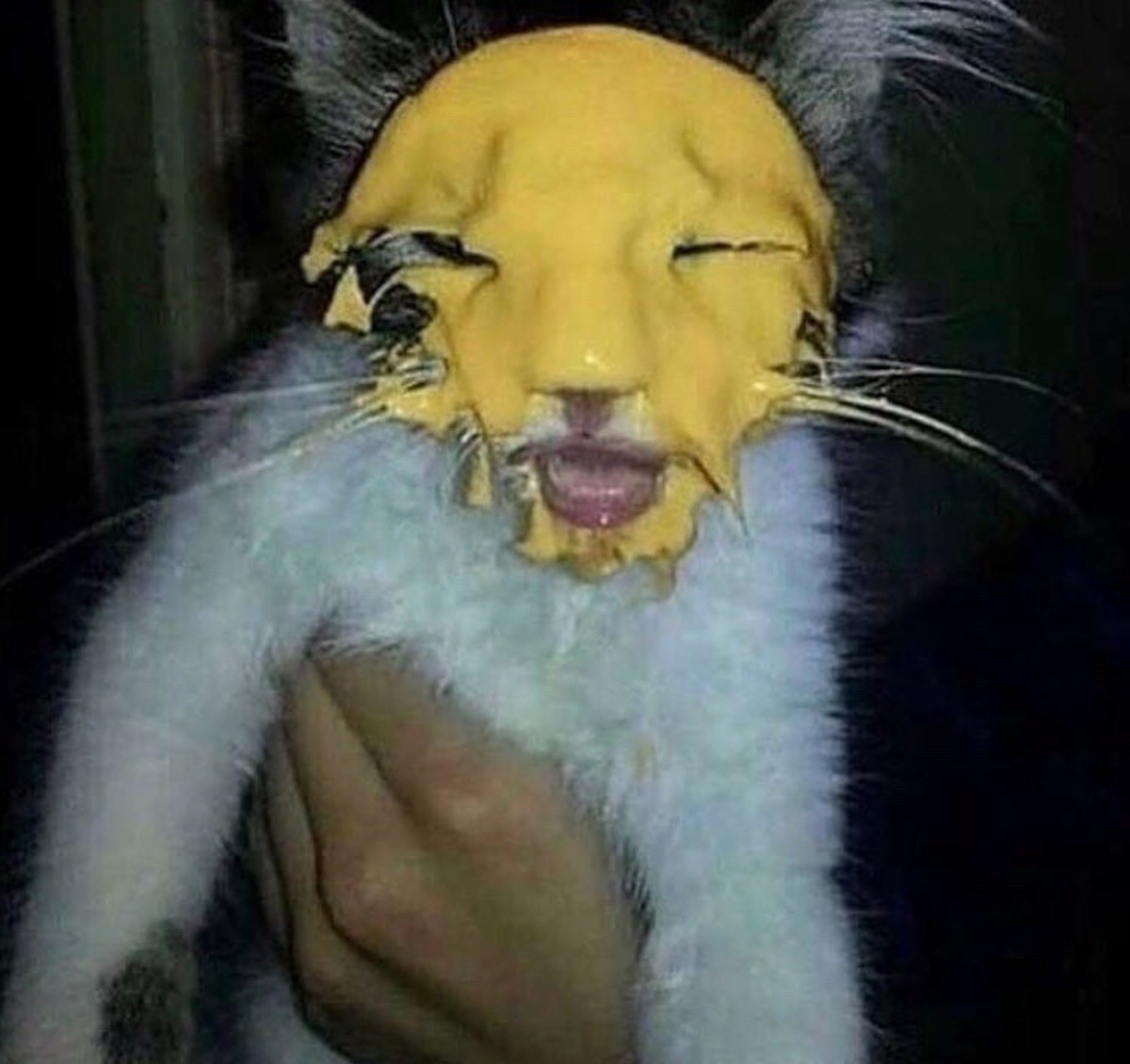 Сырный кот